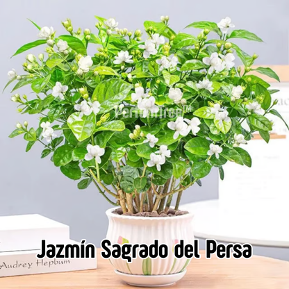 Jazmín Sagrado del Persa | PerfumTree