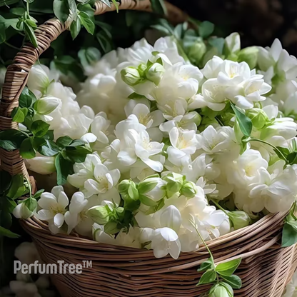 Jazmín Sagrado del Persa | PerfumTree