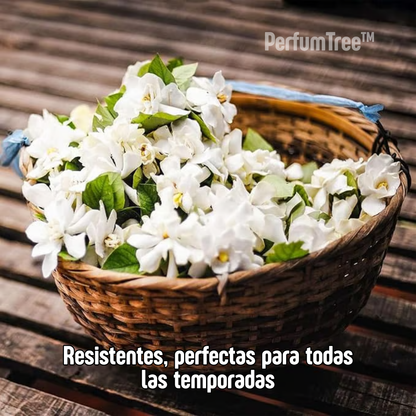 Jazmín Sagrado del Persa | PerfumTree