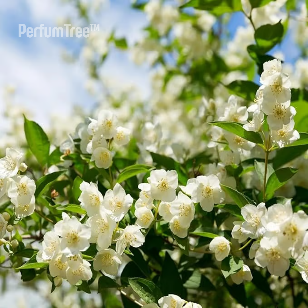 Jazmín Sagrado del Persa | PerfumTree