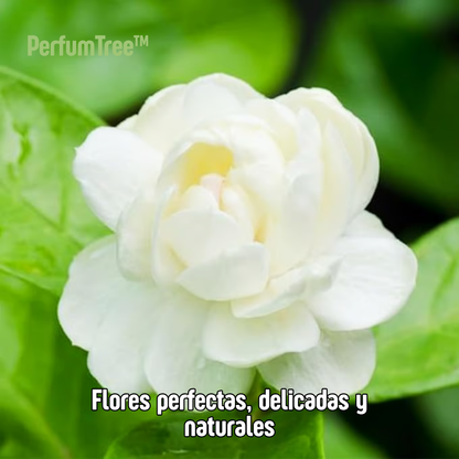 Jazmín Sagrado del Persa | PerfumTree